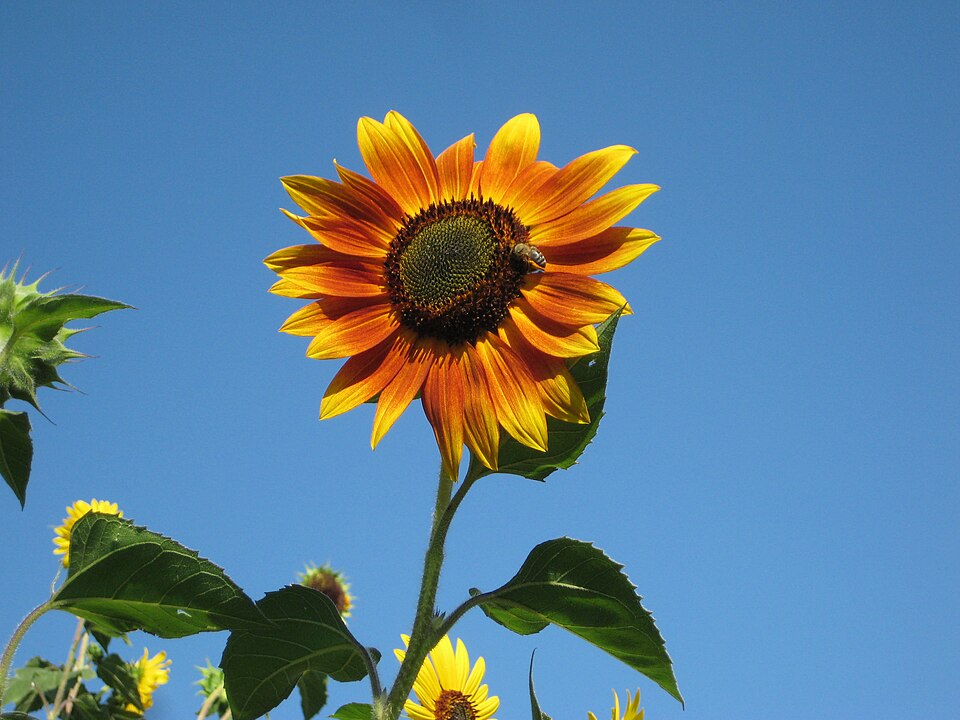 Girasole